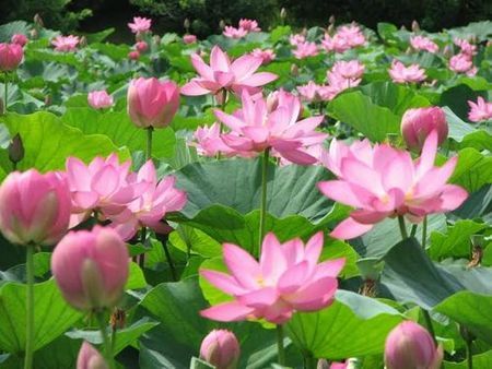 42種類・約12万株の蓮が咲く、関東有数の蓮スポット