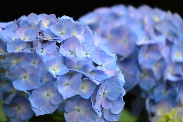 あじさいは、西芝生広場やスロープカー下乗り場の園路沿いにも植栽されています(画像提供:ノブモ / PIXTA)