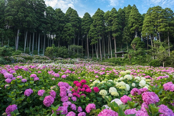 千葉県茂原市「服部農園あじさい屋敷」の様子