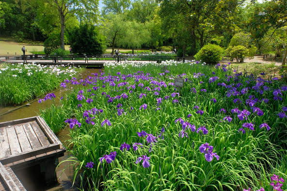 日本庭園の水辺を彩る花菖蒲(画像提供:fukunature / PIXTA)