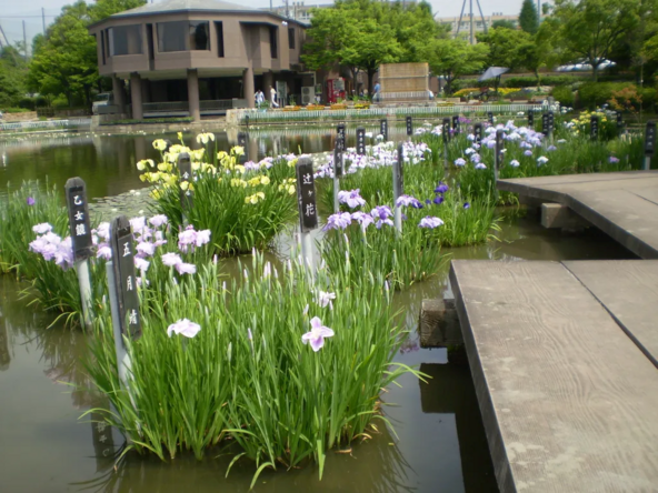 約200品種の花菖蒲が咲く「鏡伝池緑地」