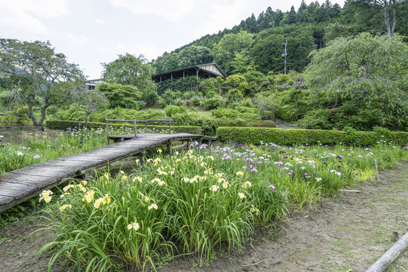 約600種・100万本の花菖蒲が咲き広がる「花の郷 滝谷花しょうぶ園」(画像提供:kouyunosa / PIXTA)