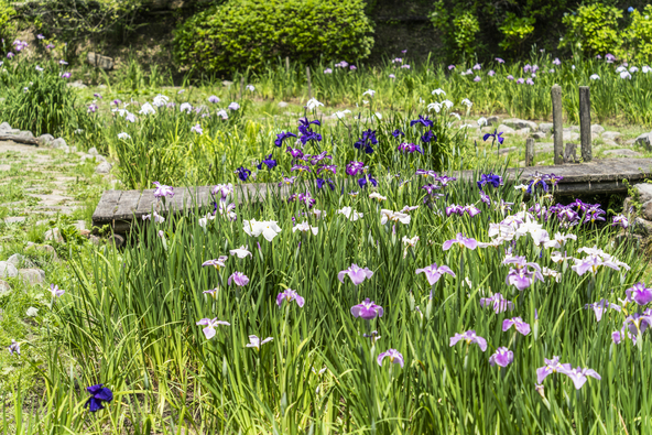 色とりどりの花々が、初夏の園内を華やかに彩ります(画像提供:kouyunosa / PIXTA)