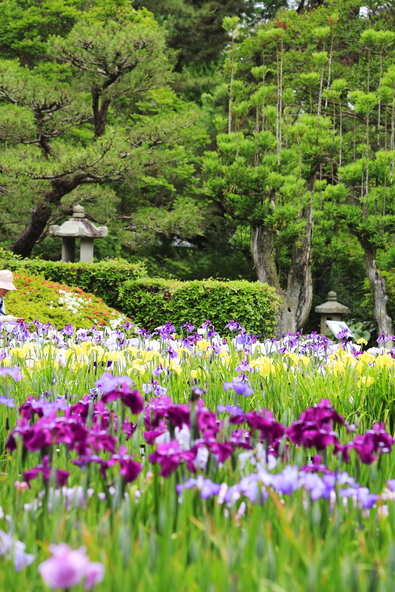 約250品種・3,000株の花菖蒲が咲く「京都府立植物園」(画像提供:C7 / PIXTA)