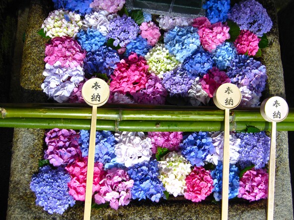 紫陽花が水の上に浮かぶ「花手水」(はなちょうず)も登場!