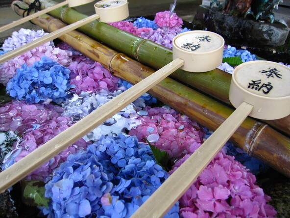 色とりどりの「花手水」も写真に収めよう