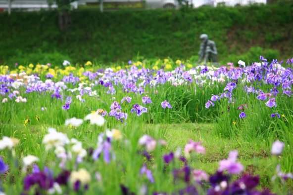 花菖蒲は早咲きから遅咲きまであり、長く観賞できます(出典:茨城県オープンデータ)