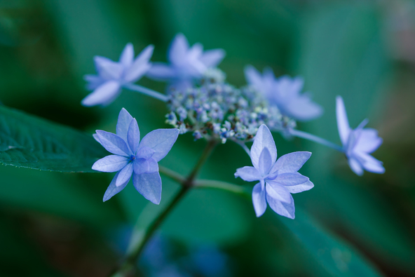 七段花(画像提供:Rhetorica / PIXTA)