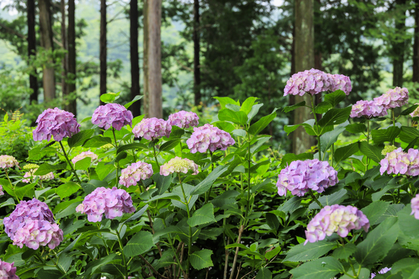 色とりどりの紫陽花が咲く自然豊かなスポット(画像提供:オフィスK / PIXTA)