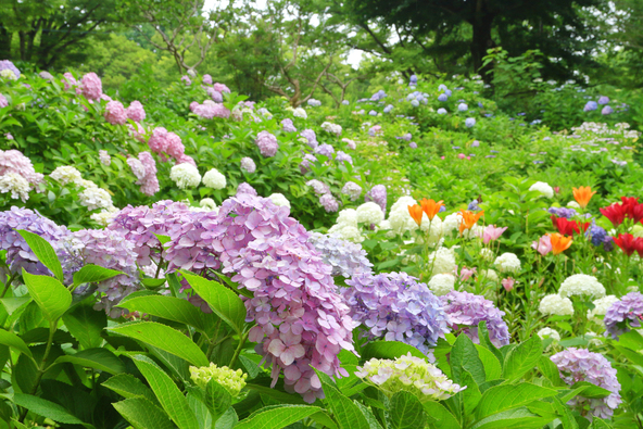 地元で愛されるのどかな公園(画像提供:hap / PIXTA)
