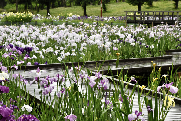 「四季の里公園」に咲く花菖蒲(画像提供:ナシゴレン / PIXTA)