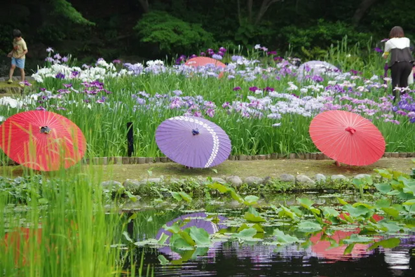 花菖蒲と和傘が彩る「徳川園」(画像提供:徳川園事務所)