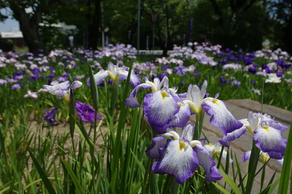 明治神宮ゆかりの約60種類の花菖蒲が咲く「知立公園」