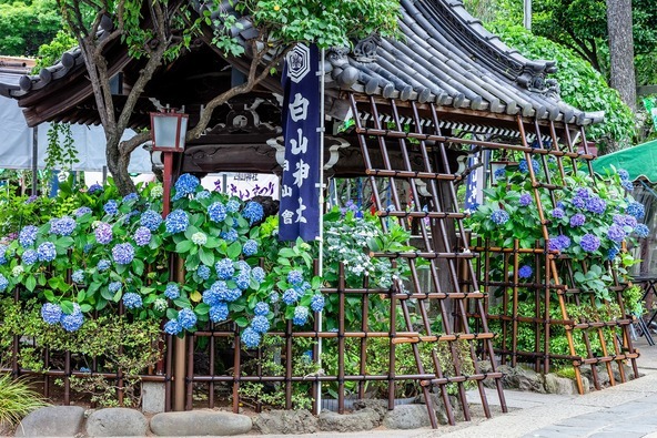 手水舎を彩る紫陽花(画像提供: momo / PIXTA)