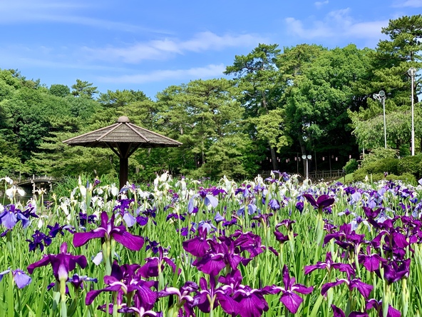 約120種・1万株の花菖蒲が咲く「東公園」(画像提供:かちゃこ / PIXTA)