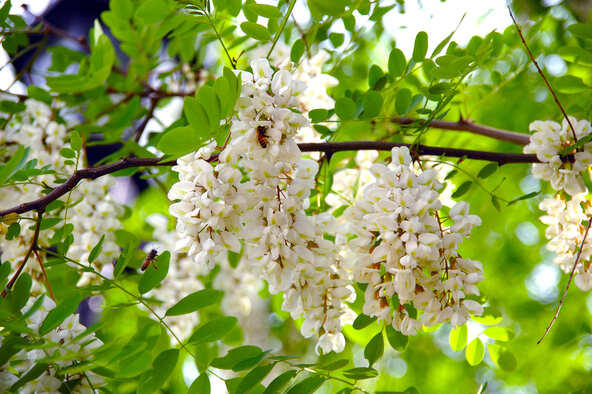 アカシアは、小坂町の「町の花」としても親しまれています