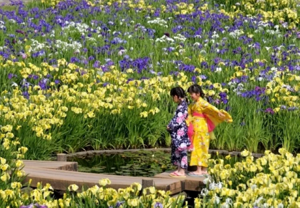 カラフルに彩られた水辺を散策(画像提供:花しょうぶまつり実行委員会)