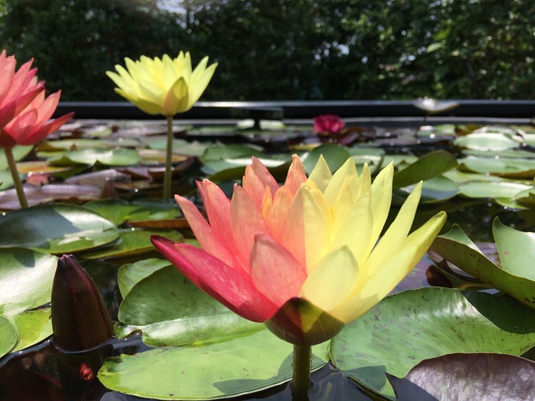 花色の出方が面白い「ワンビサ」