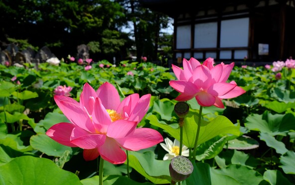 「喜光寺」境内に咲く蓮の花(画像提供:atsu / PIXTA)