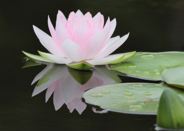 「草津市立水生植物公園みずの森」の睡蓮。水面に浮かぶように咲く様子がわかります