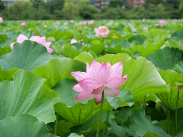 蓮は水面よりも高い位置に花をつけます(画像提供:kouji / PIXTA)