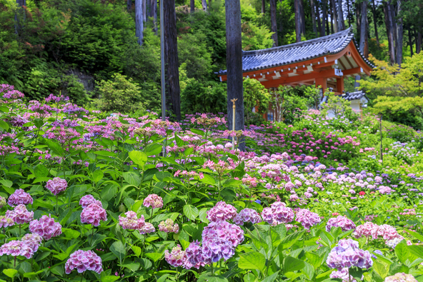 紫陽花が満開時の様子(画像提供:オフィスK / PIXTA)