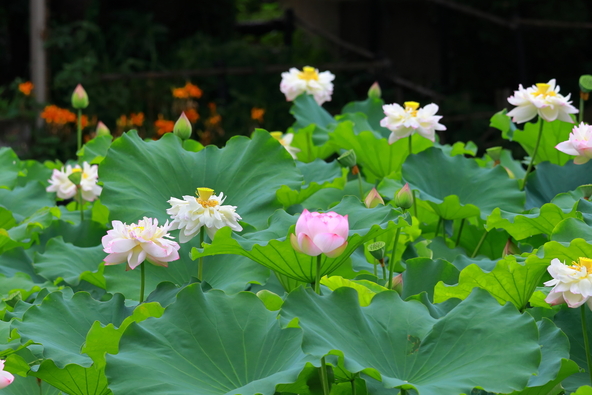 「長岡天満宮 八条ヶ池」の蓮の花(画像提供: YASUHIRO SHIRATANI / PIXTA)