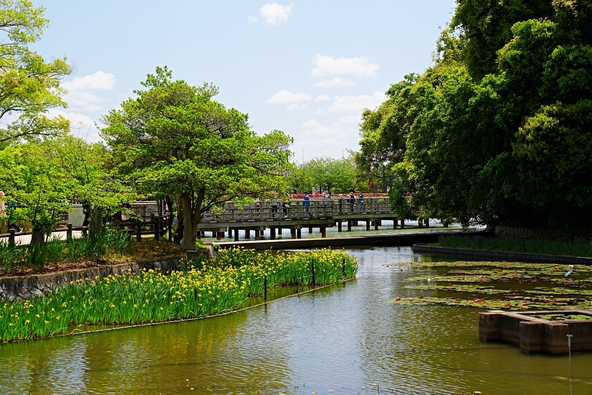 「水上橋」付近で睡蓮とキショウブが咲く様子(画像提供:dtgw60 / PIXTA)
