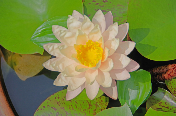 葉の切れ込みは、睡蓮を見分けるポイント(画像提供:takashi355 / PIXTA)