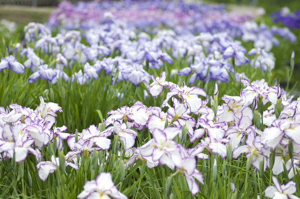 同時期に花菖蒲も見頃を迎えます(画像提供:zzz555zzz / PIXTA)
