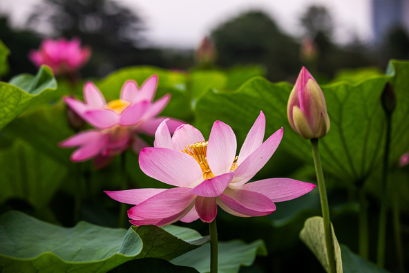 千葉市を代表する花として親しまれる「大賀蓮」(画像提供:picture cells / PIXTA)