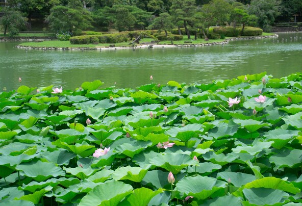 美しい花を咲かせるために、蓮根の植え替え作業も行われています(画像提供:amaguma / PIXTA)