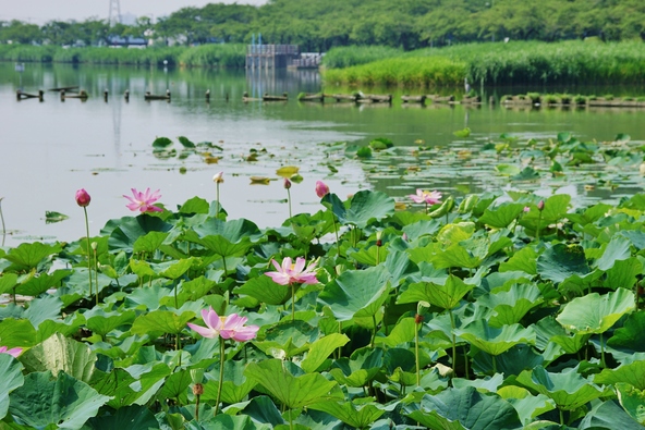 過去にはたくさんの鮮やかな花が咲き、多くの人に親しまれていました(画像提供:Shiki / PIXTA)