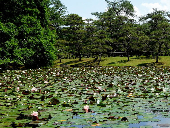 気候のよい日は、睡蓮を眺めながらのんびり♪(画像提供:suika / PIXTA)