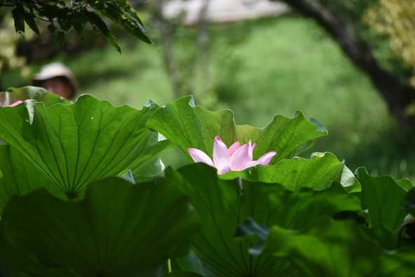 「こもれびの里」に咲く蓮の花(画像提供:天晴小號 / photoAC)