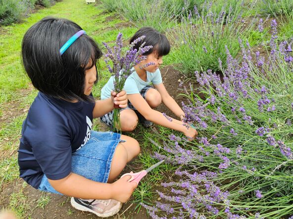 ラベンダーのつみとり体験は子供にも大人気