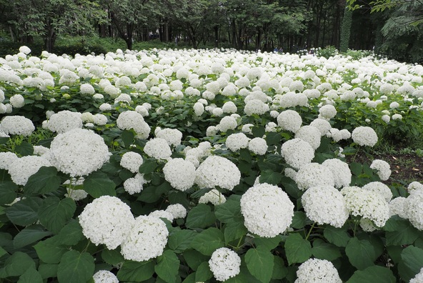 6月初旬~下旬にかけて、アナベルほかさまざまな紫陽花も楽しめます