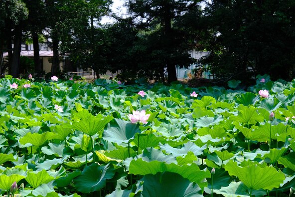 約35種類の蓮を観賞できます(画像提供:三重県観光連盟)