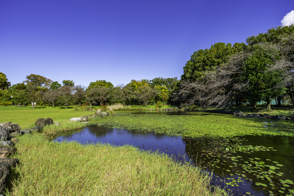自然豊かな「見沼氷川公園」(画像提供:papa88 / PIXTA)