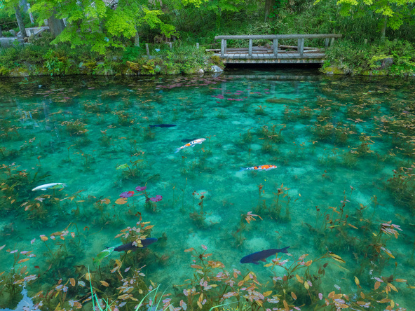 透明度の高い湧水が生み出す美しい風景(画像提供:ヒデ / PIXTA)