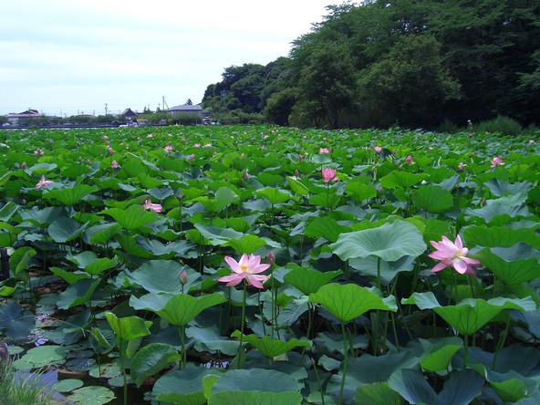 大きな蓮の葉が池を埋め尽くすように広がる様は圧巻