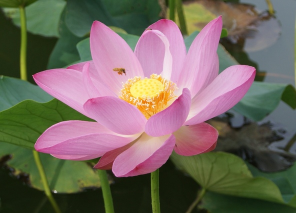 公園名の由来ともなっている美しい蓮の花