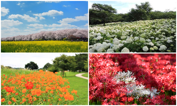 四季折々の花の名所「権現堂公園(森田鉄工所 権現堂 Sakura Mirai Park)」