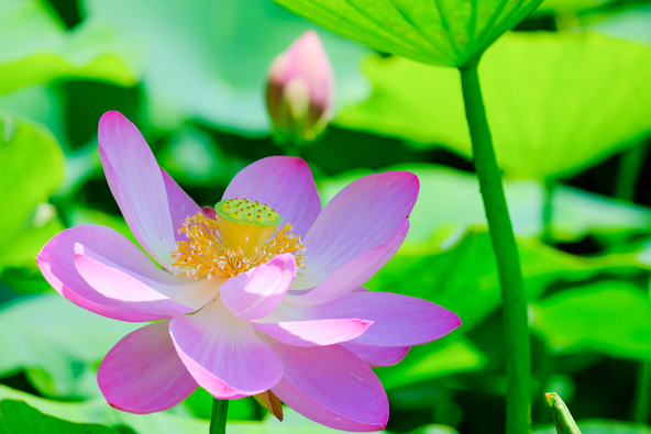 早起きをして開花していく様子も観察してみたいもの(画像提供:tenjou / PIXTA)