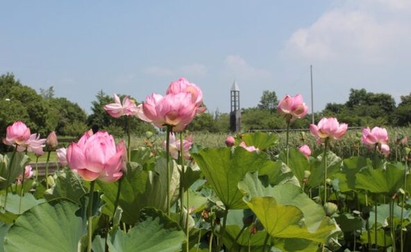 古代蓮が見頃の時期は圧巻の景色が広がります