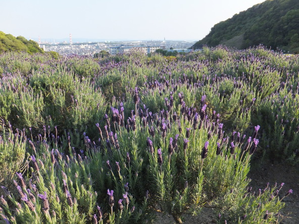 開放的なハーブ園で摘み取り体験(画像提供:lavender / PIXTA)