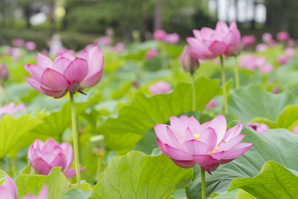 蓮は、すらりと伸びた茎の先に美しい花を咲かせます(画像提供:GooDay / PIXTA)