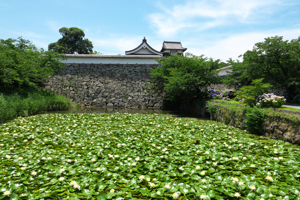初夏のお濠を埋め尽くすように咲く睡蓮(画像提供:S.Takumi / PIXTA)