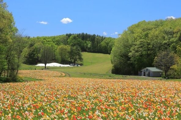 5月まではポピー(写真)、6月~7月上旬は紫陽花と四季を通じて多彩な花を楽しめます
