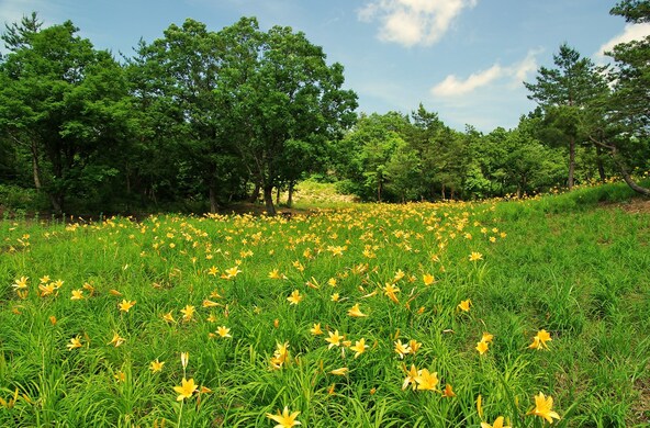 過去の開花時の様子(画像提供:toratora / PIXTA)